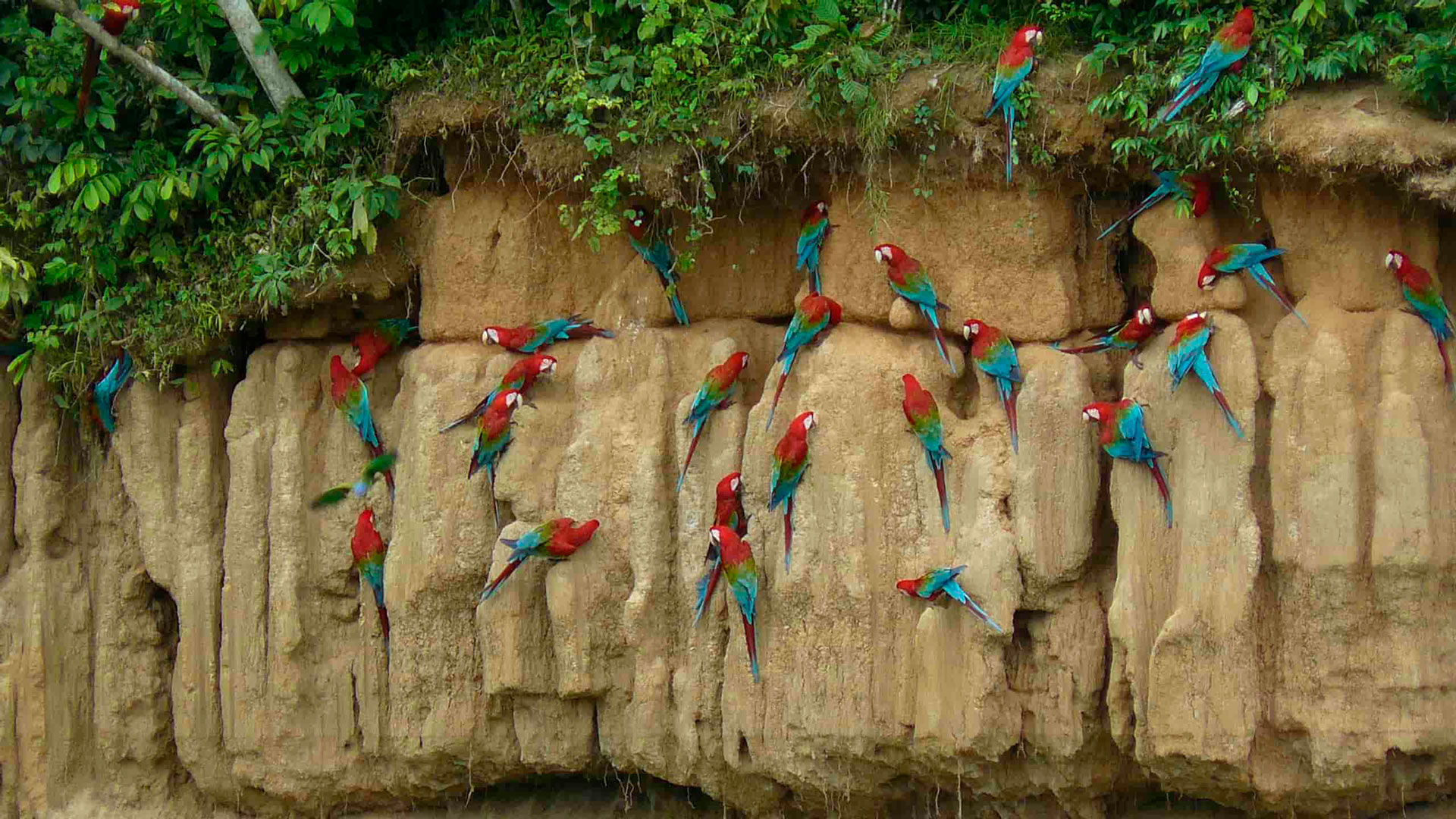 Blanquillo Macaw Clay Lick -Explore Manu