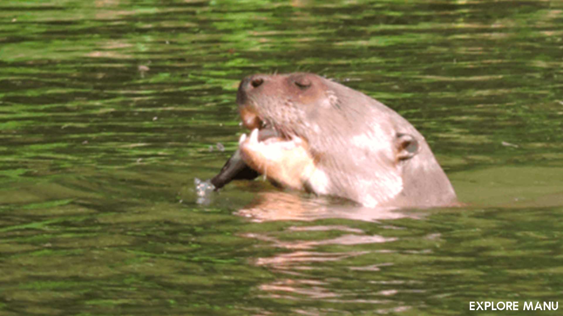 Giant River Otter (Pteronura brasiliensis) - Explore Manu - Manu Reserved Zone